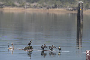 Cormorants Drying Wings