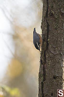 Nuthatch Looking For Bugs