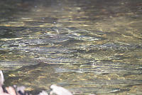 Salmon In Stream