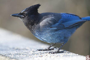 Stellars Jay Looking For Seeds