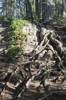 Waterfall Of Roots