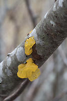 Witches Butter