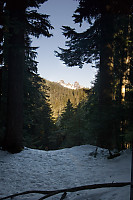 Lions Through The Trees