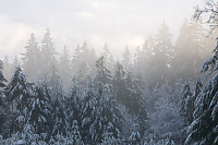 Foggy Snow Covered Trees