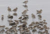 Dunlin