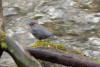 American Dipper