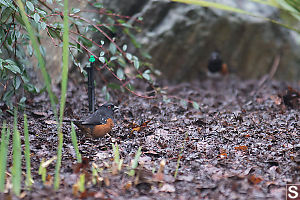 Spotted Towhee In Compost