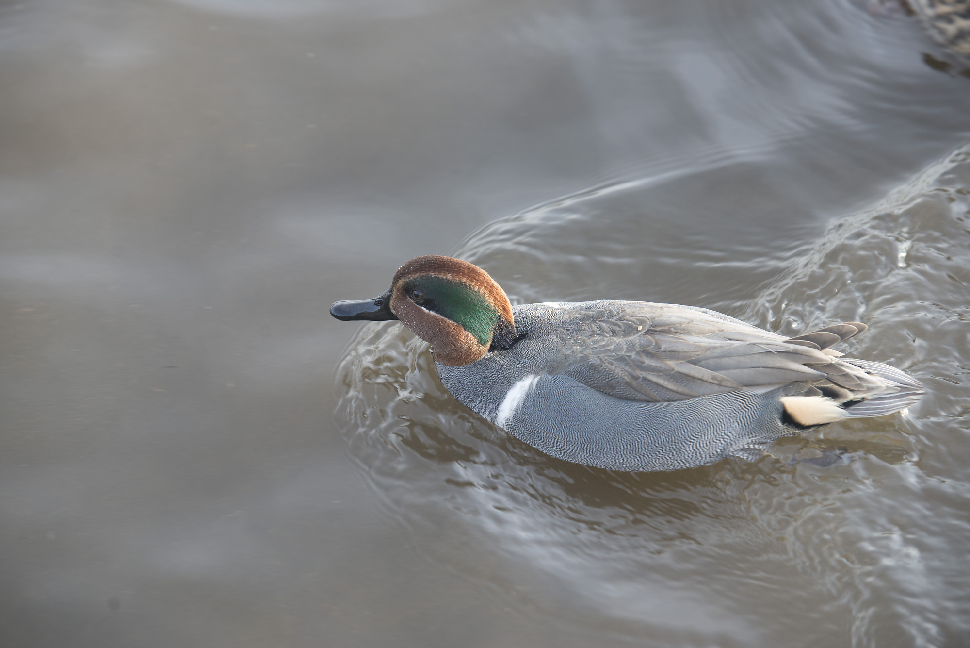 Green Winged Teal Male