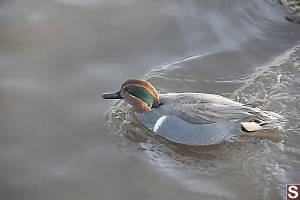 Green Winged Teal Male