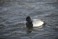 Male Greater Scaup