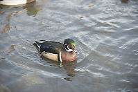 Male Wood Duck