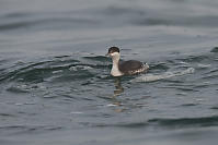 Horned Grebe