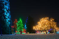 Well Lit Up Trees At Vandusen