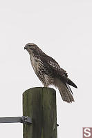 Red Tailed Hawk On Telephone Pole