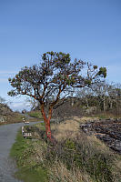 Arbutus Tree At Side Of Trail