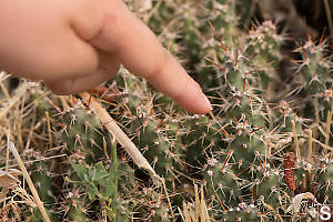 Brittle Prickly-pear Cactus