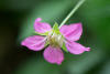 salmonberry