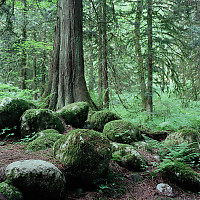 Tree with Rocks