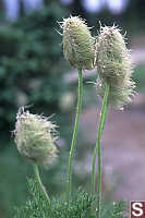 Western Anemone - Anemone occidentalis