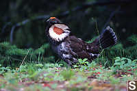 Blue Grouse