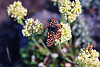 Edith's Checkerspot