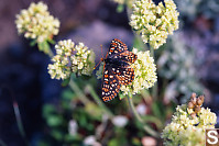 Checkered Butterfly On Sitka valerian