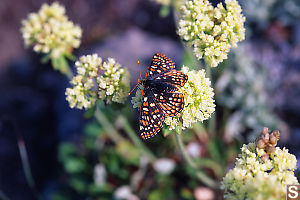 Checkered Butterfly On Sitka valerian