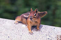 Cascade Golden-mantled Ground Squirrel