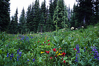 Field Of Flowers