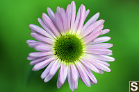 Subalpine Fleabane, Subalpine Daisy