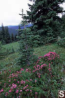 Pink Mountain-Heather - Phyllodoce empetriformis