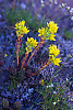 Lance-leaf Stonecrop