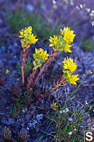 Lance-Leaved Stonecrop