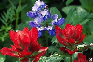 Paintbrush And Lupine