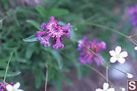 Littleflower Penstemon - Penstemon procerus