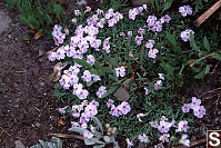 Spreading Phlox - Phlox diffusa