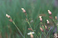 Suksdorf's silene, Cascade catchfly (Silene suksdorfii)