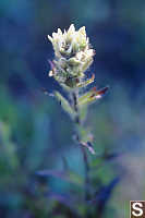 White Paintbrush