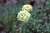 Sitka valerian