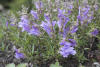 Bush Penstemon