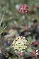 Parsnipflower Buckwheat