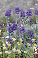 Silky Phacelia