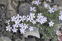 Spreading Phlox In Loose Rocks