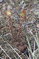 Stonecrop Image Stack