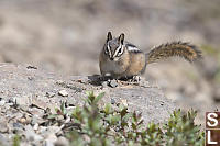 Yellow Pine Chipmunk Looking