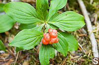 Bunch Berries In Berries