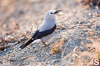 Clarks Nutcracker On Ground