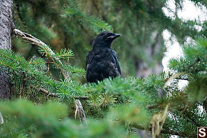 Crow In Tree