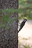 Hairy Woodpecker