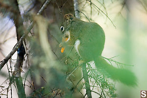 Fluffy Squirrel Stole Dorito